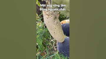mật ong rừng lâm Đồng nguyên chất