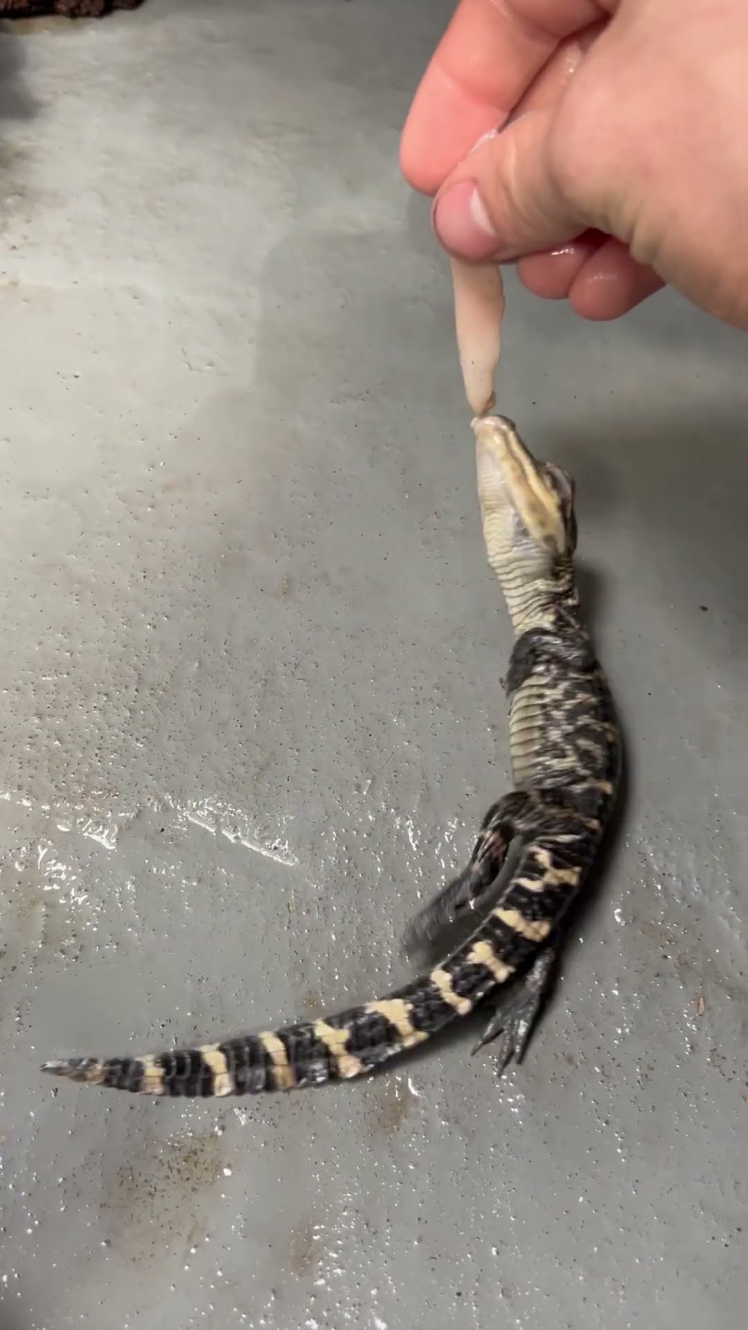 Baby Gator Death Rolling || ViralHog