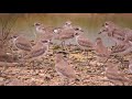 Greater and Lesser Sand Plover Id