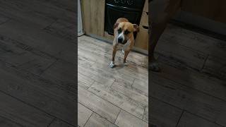 WE'RE SELLING A DOG #Amstaf#funny #cute #american #viral