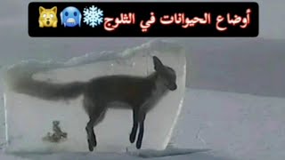 أوضاع الحيوانات في الثلوج?