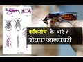 कॉकरोच के बारे में ये रोचक जानकारी आप नहीं जानते होंगे - Cockroach Facts