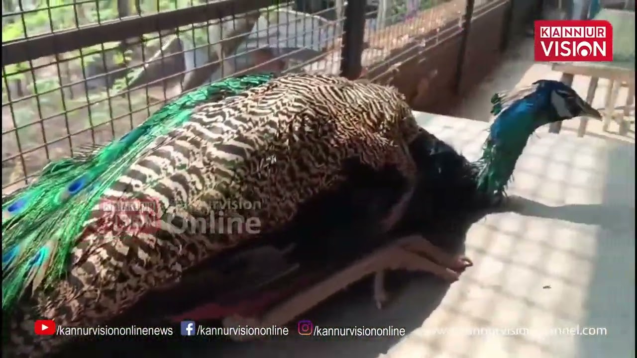 കിണറ്റിൽ വീണ മയിലിനെ രക്ഷിച്ചു