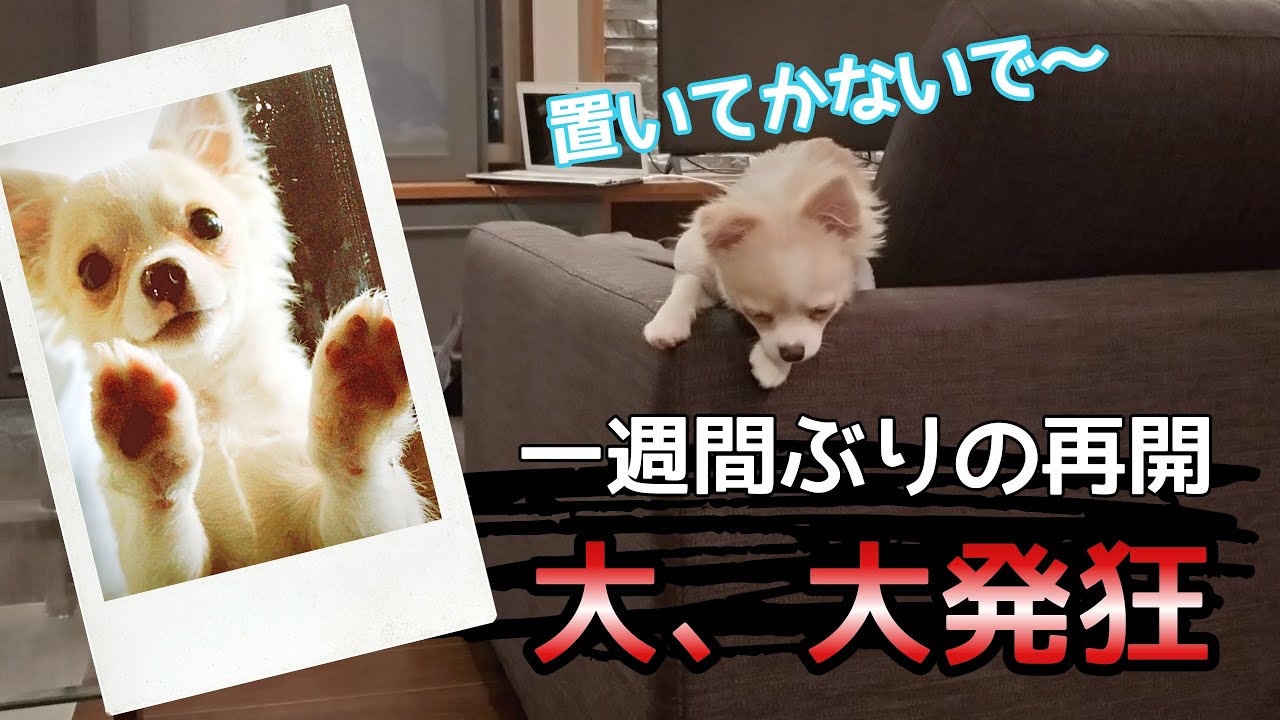 【子犬うれしょん！？】一週間ぶりに会うパパに大興奮しすぎてうれしょん YouTube