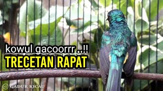 KOLIBRI WULUNG GACOR TRECETAN RAPAT