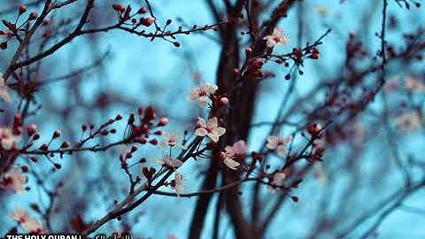 #سورة_الممتحنة بصوت القارئ اسامة صبحي حسين #تلاوة #القرآن_الكريم #قرآن #القرآن #قران