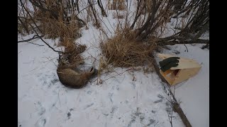 Bobcat and Fisher Trapping 20212022