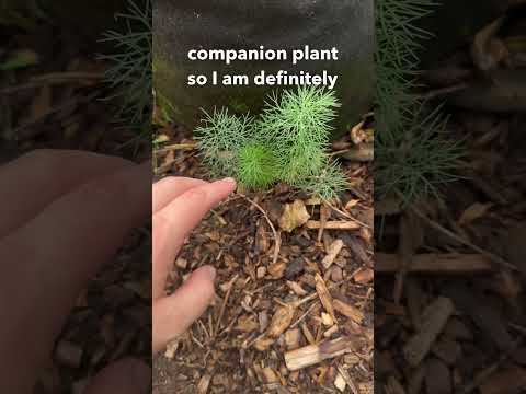Video: Volunteer Plants - Was sind freiwillige Pflanzen im Garten?
