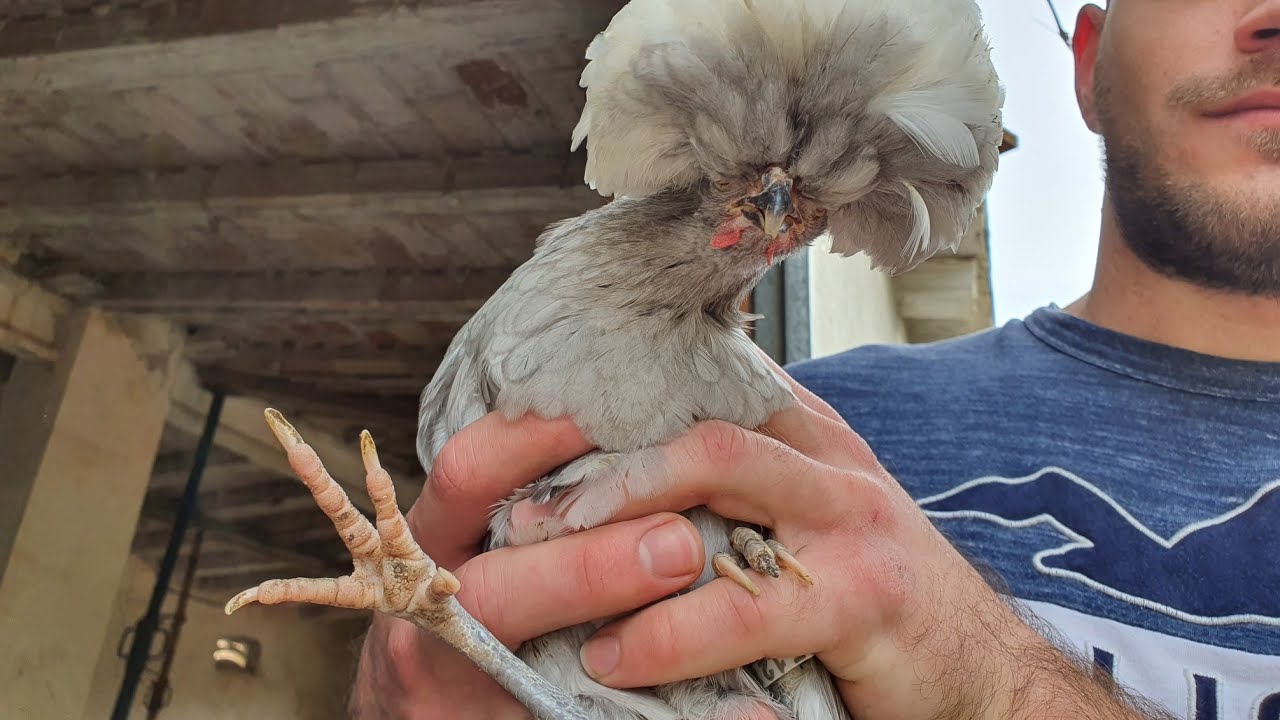 ✅️ Gallina Moñuda Holandesa [Caracteristicas y especificacion]🐓Convive con Diferentes Razas