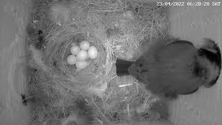 Die Kleine Blaumeise Zeigt Ihr Gelege