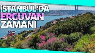 İstanbul Boğazı'nda Erguvan Ağaçları Çiçek Açtı, Eşsiz Manzara Böyle Görüntülendi Resimi