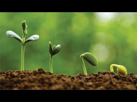 ბოსტნეულის და მწვანილის თესლის ხარისხის განსაზღვრის მეთოდები