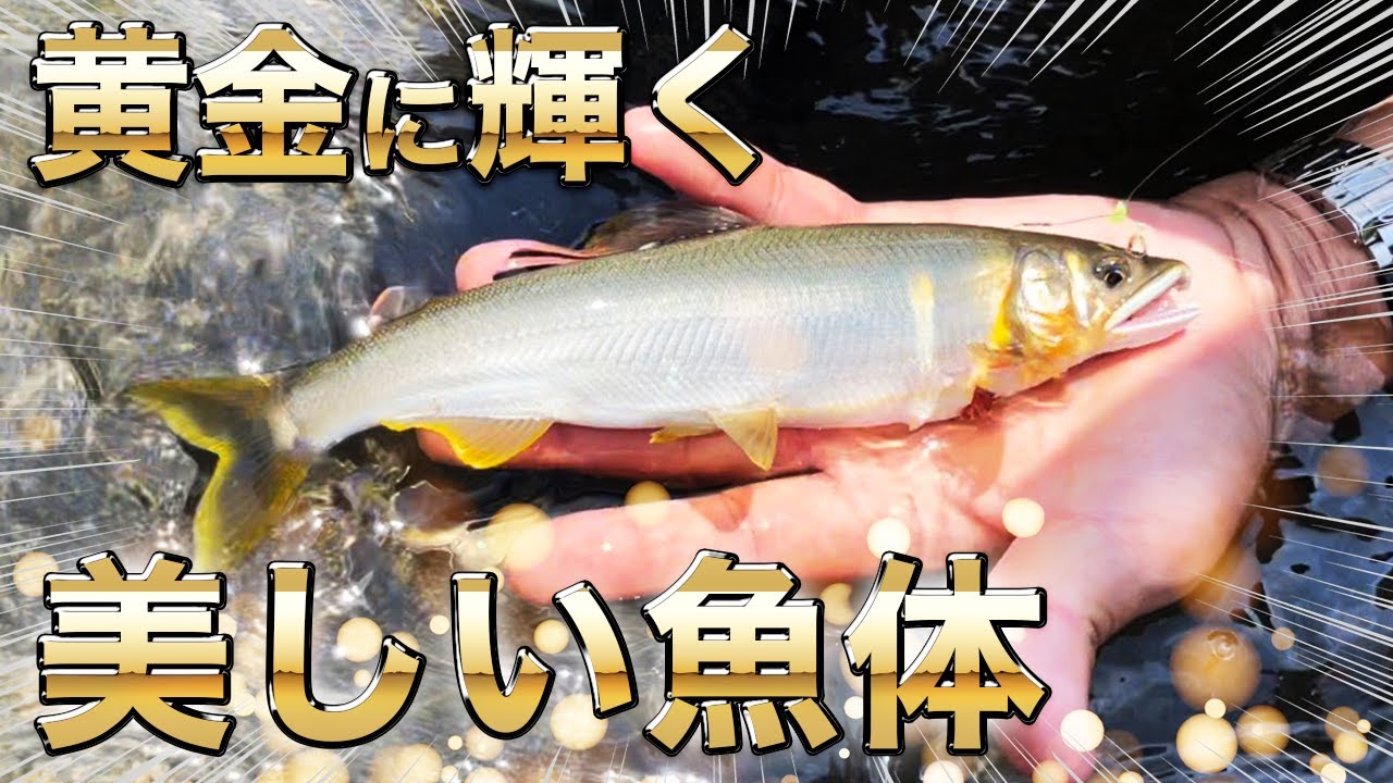 必見】金色に輝く美しい魚体！五ヶ瀬川鮎かけ後編 - YouTube