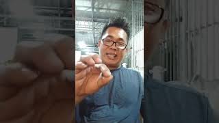 Download Lagu LOPAITO MUNCUL DENGAN BAHASA TOBAT MP3 Download Lagu LOPAITO MUNCUL DENGAN BAHASA TOBAT MP3
