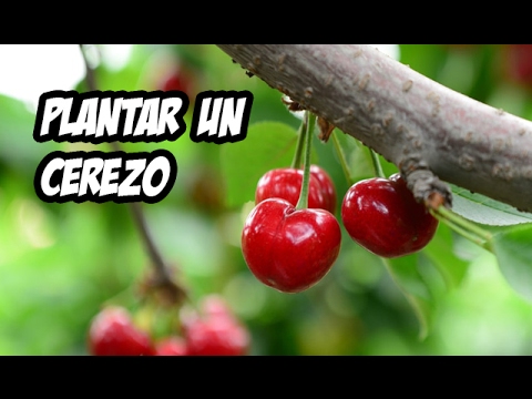 Como Plantar un Cerezo | Huerto Orgánico | La Huerta de Ivan