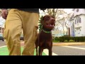 New York Dog Trainer: Doberman with Amazing Obedience-Best Doberman Trainers in NY New York Dog Trainer: Doberman with Amazing Obedience-Best Doberman Trainers in NY