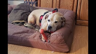 Prison animal programs are benefitting both inmates and hard-to-adopt
dogs: experts