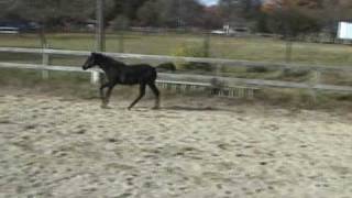 Scinder Pf November 2008