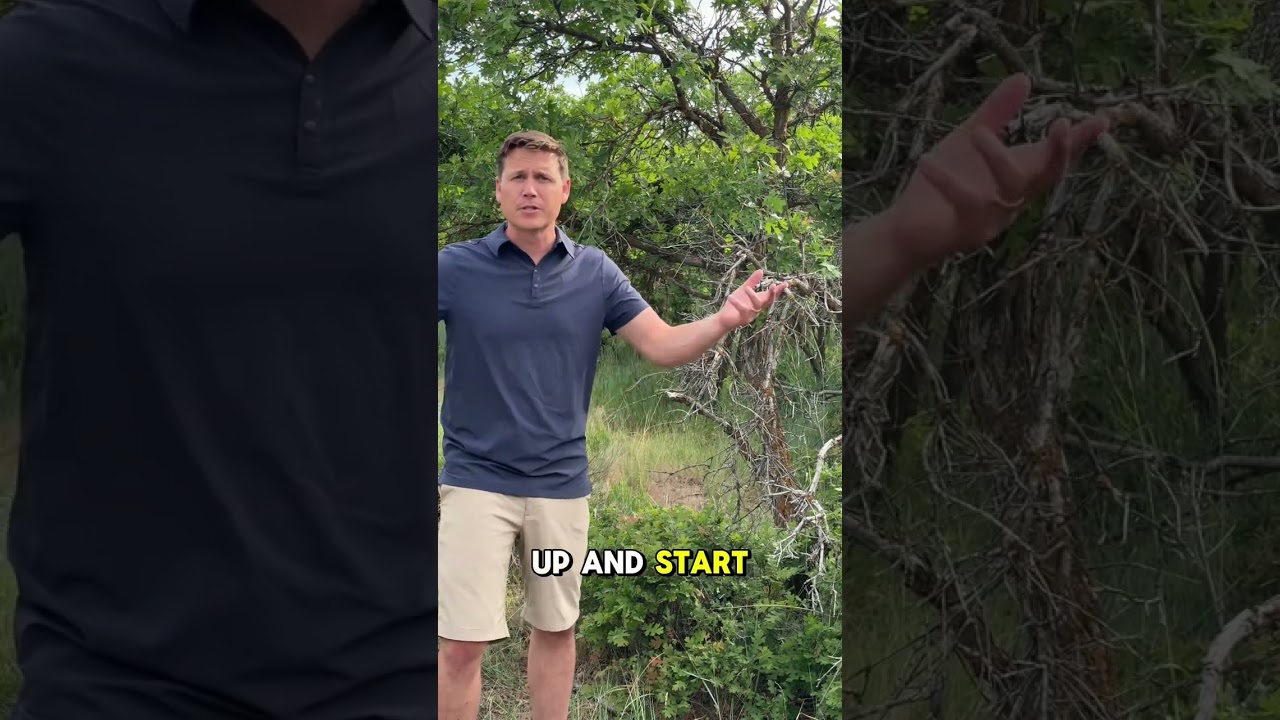 Gamble Oak - Scrub Oak