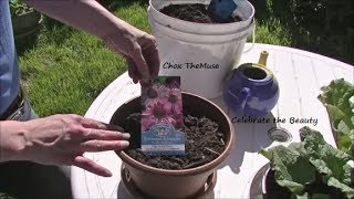 Planting the Echinacea Gardening 2014