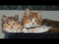 🍀 Cute Baby Calico Kitten Cats "My Maine Coon Sisters" Dreifarbige Glückskatzen Luckycat Reviewing 🍀
