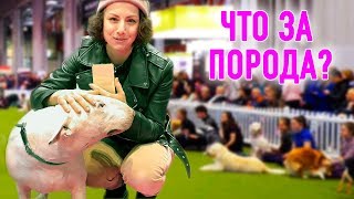 Выбираю Собаку! Как Устроена Выставка Собак В Англии - Зоомагазины, 40 000 Собак И Редкие Породы