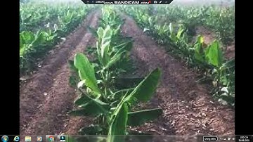 kỹ thuật trồng ,chăm sóc chuối cấy mô ,chuối tiêu hồng /CUỘC SỐNG QUANH TA VT