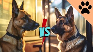 Belgian Malinois Vs German Shepherd