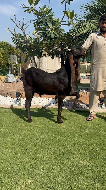 Kamori breeder (2 teeth) #kamorigoats #kamoribuck #kamori