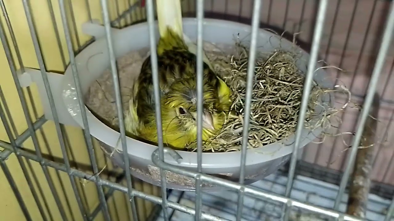 Algumas Canárias no ninho 16/08/25