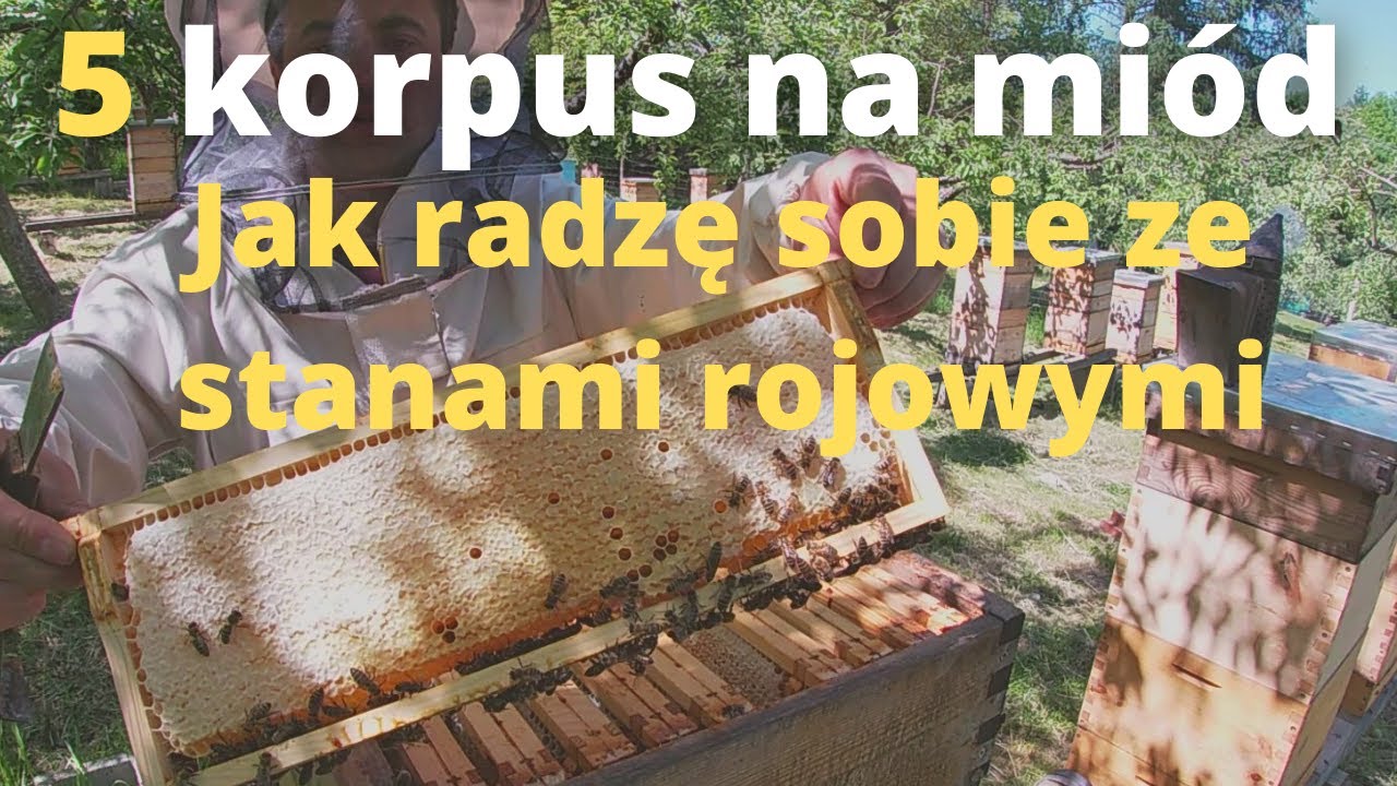 #93 Stany rojowe - jak sobie z nimi radzę. Dodaję 5 korpus na miód (18.05.2022)