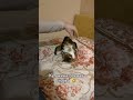 #кутька