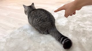 おもちゃに集中してる猫のお尻をつついてみたらこうなりましたw