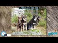 Lapponian Herder 🐶🐾 Everything Dog Breeds 🐾🐶 の動画、YouTube動画。