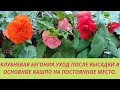 Бегония высажена в кашпо на постоянное место.Основные ошибки при выращивании бегоний.Обзор цветения.