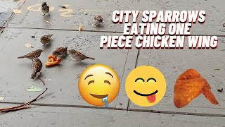 City Sparrows Eating One Piece Chicken Wing