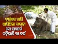 Malkangiri man raises wild boar as pet