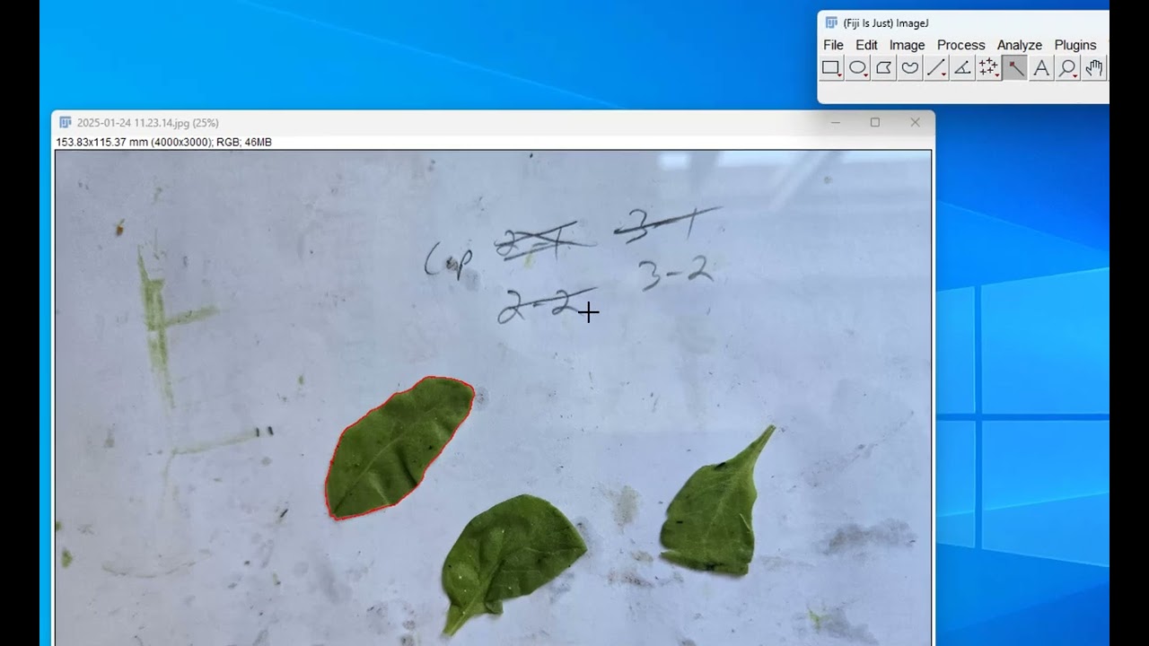 ImageJ - Measuring Area