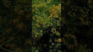 peac🌿👀...#peaceful #flowers #naturelovers #peace #relexsong #peacefulmusic #ytshorts #shorts