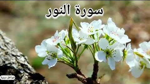 سورة النور كاملة | أجمل تلاوة هادئة تريح القلب والعقل