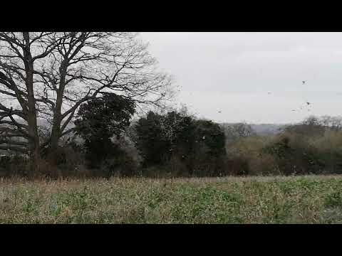 Finches at Flackwell Heath