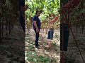 شاهد اقوى مدفع على ارض الواقع تحت العنب
