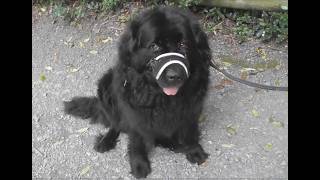 I Meet Niah The Newfoundland Dog in the Stormont Estate Belfast