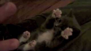 Surprised Kitty 2 (Remix)