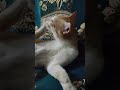 #lifeisbutadream #funny #cute #animals #study