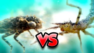 Dragonfly VS Damselfly - Who's the Best Aquatic Predator?