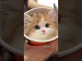 Too cute to scroll past! 🥹💕