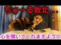 強烈パンチの前にちゅーるも敗北...飼い猫ちゃんが心を開いてくれますように