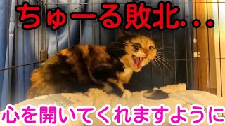 強烈パンチの前にちゅーるも敗北...飼い猫ちゃんが心を開いてくれますように