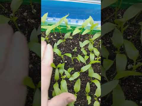 Видео: Вытянутость растений – как уберечь растения от вытягивания